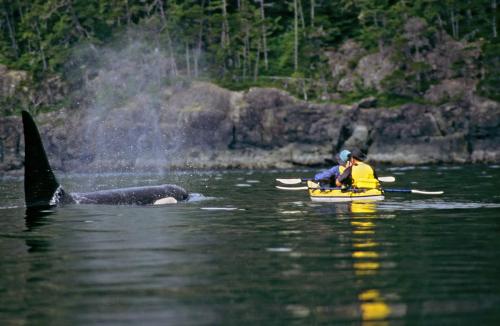 Orca Kayak